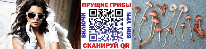 Псилоцибиновые грибы мухоморы  Александровск 